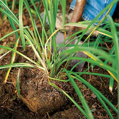 spade digging up a perennial root ball to divide it