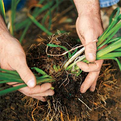 hands gently separating the stems of a perennial to divide it
