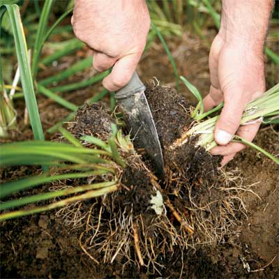 hands using a soil knife to cut between the stems of a perennial to divide it