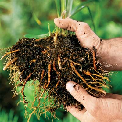 roots of a perennial being teased from the bottom and sides of the root clump to divide it for replanting