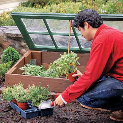 placing plants inside the cold frame