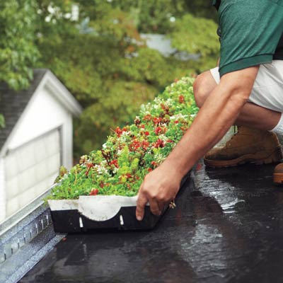 placing planted trays on the roof
