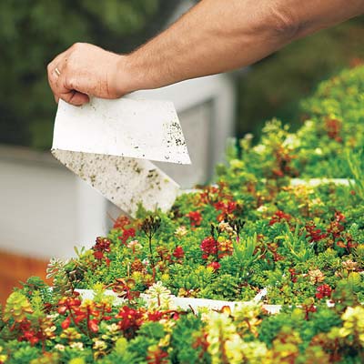removing white plastic soil elevators from the planted trays