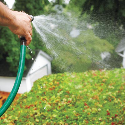 watering the green roof