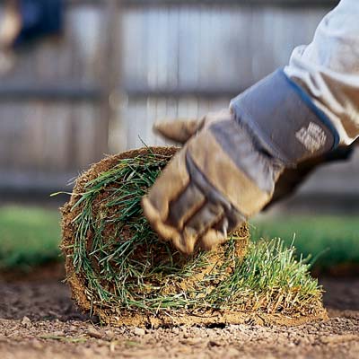 gloved hand on a single roll of sod