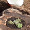 filling a tree-stump planter