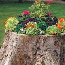 tree-stump planter