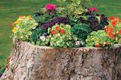 tree-stump planter