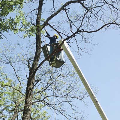 professional tree removal by arborists, step 1, roping and removal of limbs