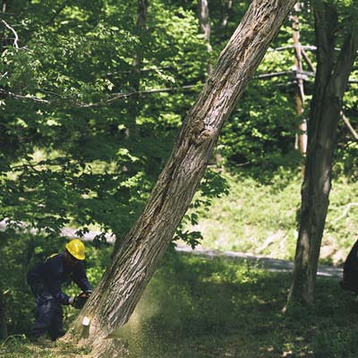 professional tree removal, step 4, fell the remainder of the trunk