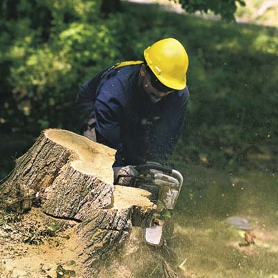 professional tree removal, step 5, Level the stump (or grind it away)