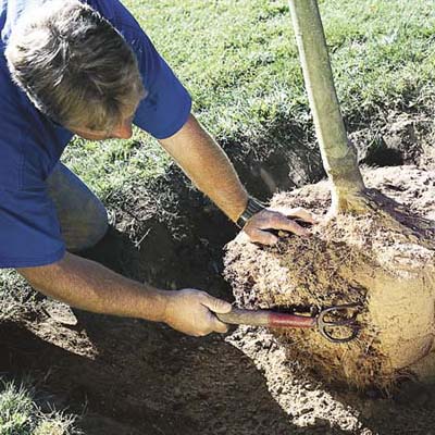loosening the densely packed soil when planting a new tree