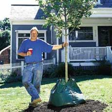 Planting a Tree tout