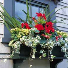 Hanging a Window Box tout