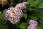 hydrangea bushes flank a front porch entry