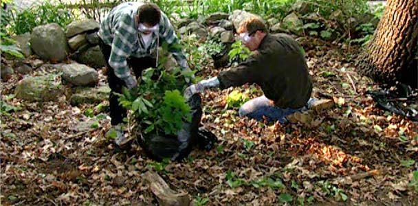 Roger Cook and homeowner clearing away poison ivy