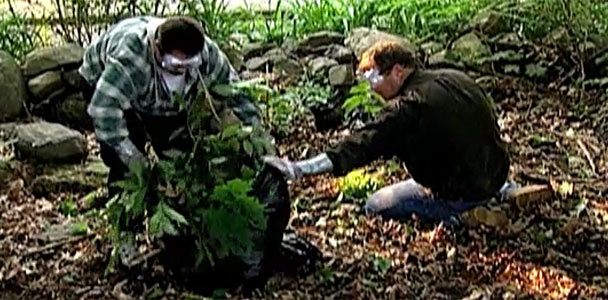 Roger Cook and homeowner clearing away poison ivy