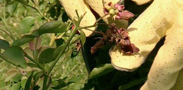 Pruning and Training Roses