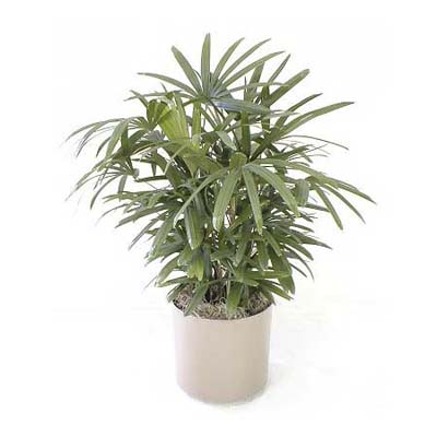 lady palm houseplant