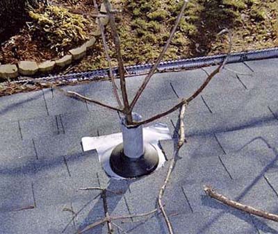 tree branch