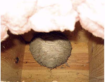 hornets nest