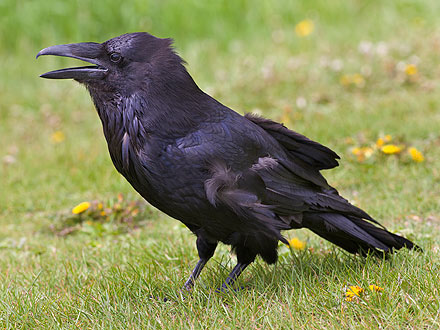 Ravens Can Recall Interactions with Humans : People.com